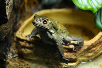 Toad in the aquarium behind the glass (Duttaphrynus melanostictus)