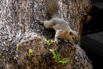 Funny squirrel on a tree
