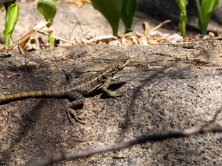 Grandidier's Madagascar swift, Oplurus grandidieri, sitting on a large rock. Andringitra National...