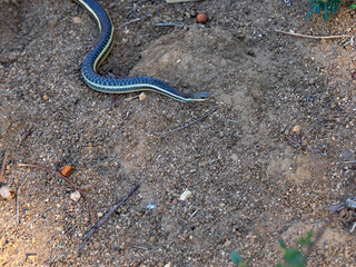 A slender snake, Thamnosophis epistibes, crawls along the ground.Analamazaotra National Park, Madagascar