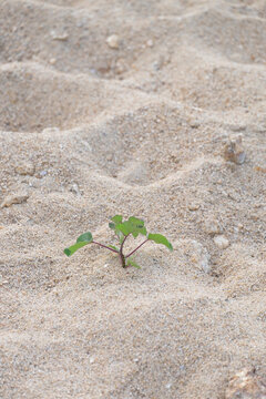 Rise life plant growing on grought land