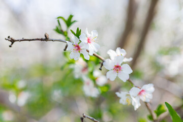 Blooming almond trees field. spring Blossoming fruit trees on a farm. 