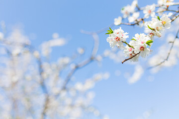 Blooming almond trees field. spring Blossoming fruit trees on a farm. 