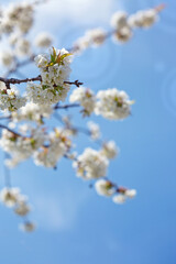White cherry flowers isolated on blur sky background.