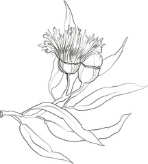 Botanical line art eucalyptus illustration, floral graphic drawing