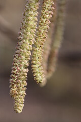 détail d'une fleur mâle de noisetier en hiver