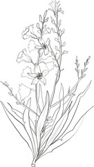 Obraz premium Botanical line art small flowers illustration, floral graphic drawing