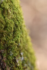 macro sur une mousse verte sur un tronc d'arbre en hiver