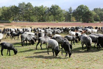 Heidschnucken in der L&uuml;neburger Heide in Niedersachsen
