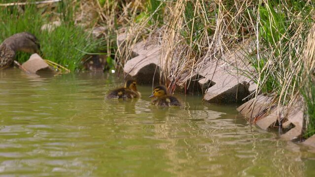 Slow Motion Shot Of Cute Ducklings Swimming By Mallard Eating Plants In Rippled Lake - Arvada, Colorado