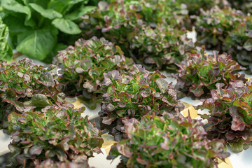 salad farm vegetables green oak lettuce. Close up fresh organic hydroponic vegetable plantation produce green salad hydroponic cultivation farm Green oak lettuce salad in green Organic plantation Farm
