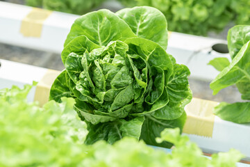 salad farm vegetables green oak lettuce. Close up fresh organic hydroponic vegetable plantation produce green salad hydroponic cultivation farm Green oak lettuce salad in green Organic plantation Farm
