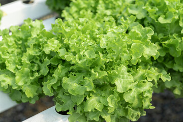 salad farm vegetables green oak lettuce. Close up fresh organic hydroponic vegetable plantation...