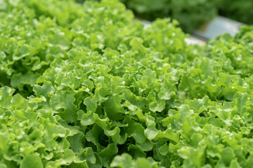 salad farm vegetables green oak lettuce. Close up fresh organic hydroponic vegetable plantation produce green salad hydroponic cultivation farm Green oak lettuce salad in green Organic plantation Farm