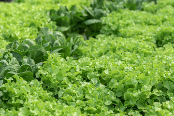 salad farm vegetables green oak lettuce. Close up fresh organic hydroponic vegetable plantation produce green salad hydroponic cultivation farm Green oak lettuce salad in green Organic plantation Farm
