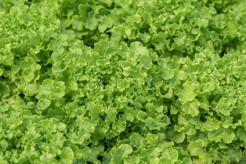 salad farm vegetables green oak lettuce. Close up fresh organic hydroponic vegetable plantation produce green salad hydroponic cultivation farm Green oak lettuce salad in green Organic plantation Farm