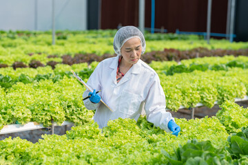 Naklejka na ściany i meble Asia Scientists examined the quality of vegetable organic vegetable lettuce from hydroponic farm and recorded them in Digital tablet.Expert Biologist Quality inspection in green house plantation.