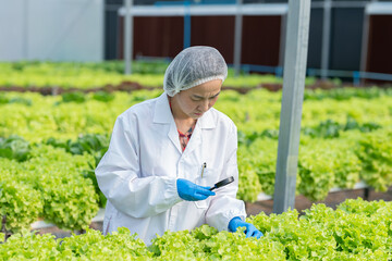 Asia Scientists examined the quality of vegetable organic vegetable lettuce from hydroponic farm and recorded them in Digital tablet.Expert Biologist Quality inspection in green house plantation.