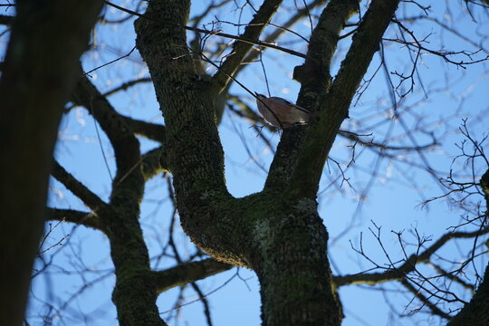 Eichelh&auml;her im Baum