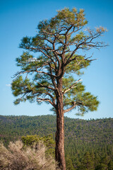 Obraz premium Long Pine Tree at Sunset Crater National Monument