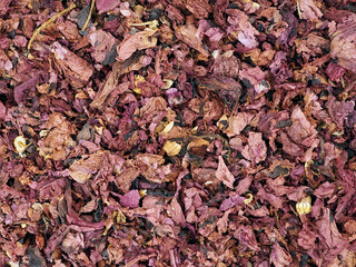 Dry poppy flowers as background