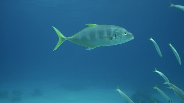 Slow motion, Jack fish swims in shoal of Barracuda in blue water. Yellowspotted Trevally, Carangoides fulvoguttatus swim on school of Yellow-tailed Barracuda, Sphyraena flavicauda on blue water column