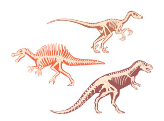 Fototapeta na wymiar Carnotaurus Or Tyrannosaurus Dinosaur Skeleton With Bones. Isolated Carnivorous Theropod Dino Predator