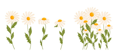 Chamomile flowers set. Floral plants with white petals. Botanical vector illustration isolated on white background.
