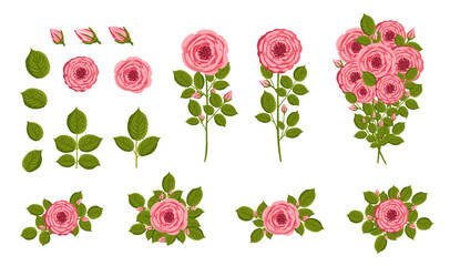 Roses flowers set. Floral plants with pink petals. Botanical vector illustration isolated on white background.