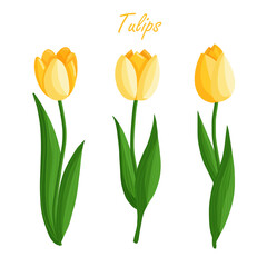 Tulips flowers set. Floral plants with yellow petals. Botanical vector illustration on isolated background.