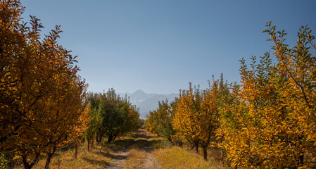 Fototapeta premium The garden's magnificent yellow, red and green trees change leaf color in the fall season. A row of trees overlooking the mountains. Row of trees with autumn sunlight, colored leaves after harvest.