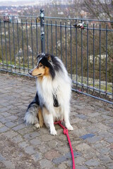 border collie dog