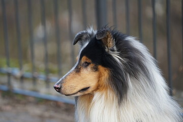 close up of a white and black dog