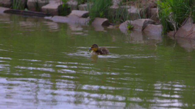 Slow Motion Shot Of Cute Duckling Foraging In Rippled Lake - Arvada, Colorado