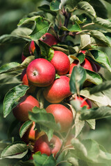 Close up red apples on tree ready to be harvested. Ripe red apple fruits in apple orchard....