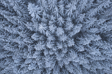Aerial view of snow-capped pine trees in the Transylvanian mountain area