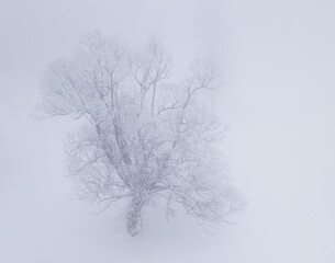 Winter landscape of the frozen forest in the mountains