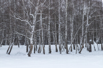 Winter landscape of birch trees in the morning light, at Reci village, in Covasna county, Romania	
