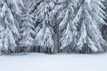 Winter landscape of the frozen forest in the mountains