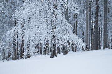 Winter landscape of the frozen forest in the mountains