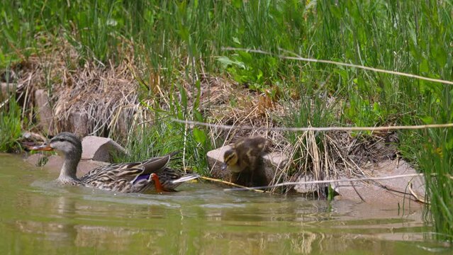 Slow Motion Shot Of Mallard Duck And Duckling Jumping In Lake On Sunny Day - Arvada, Colorado