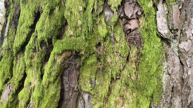 Texture of tree trunk in the forest Close up