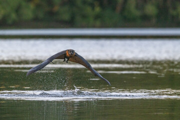Frontal view close-up on a Grey-headed flying-fox, Pteropus poliocephalus, skimming on a pond at...