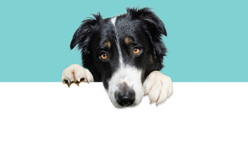 Banner border collie puppy dog, hanging its paws in a blank and looking down. Isolated on blue backgorund background.