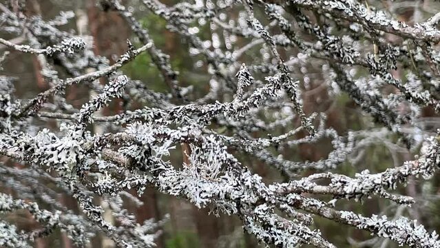 lichen growing on a tree branch