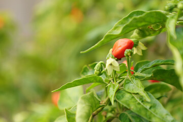 Small red chili pepper growing on stems,planting vegetables concept

