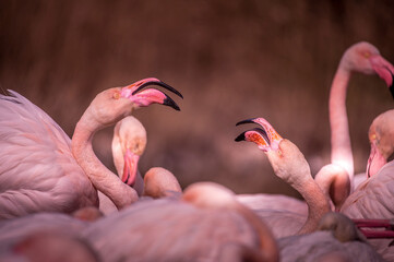 Naklejka premium Camargue