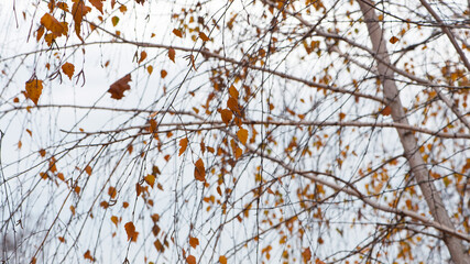 autumn birch leaves. beautiful autumn background. dry leaves. Birch trunk and leaves in autumn. in a park or forest. nature, season. selective focus. natural autumn background. branches in the garden