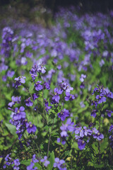 紫花大根 ムラサキハナナが満開の紫色のお花畑