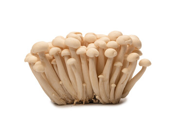 White beech mushrooms isolated on a white background.